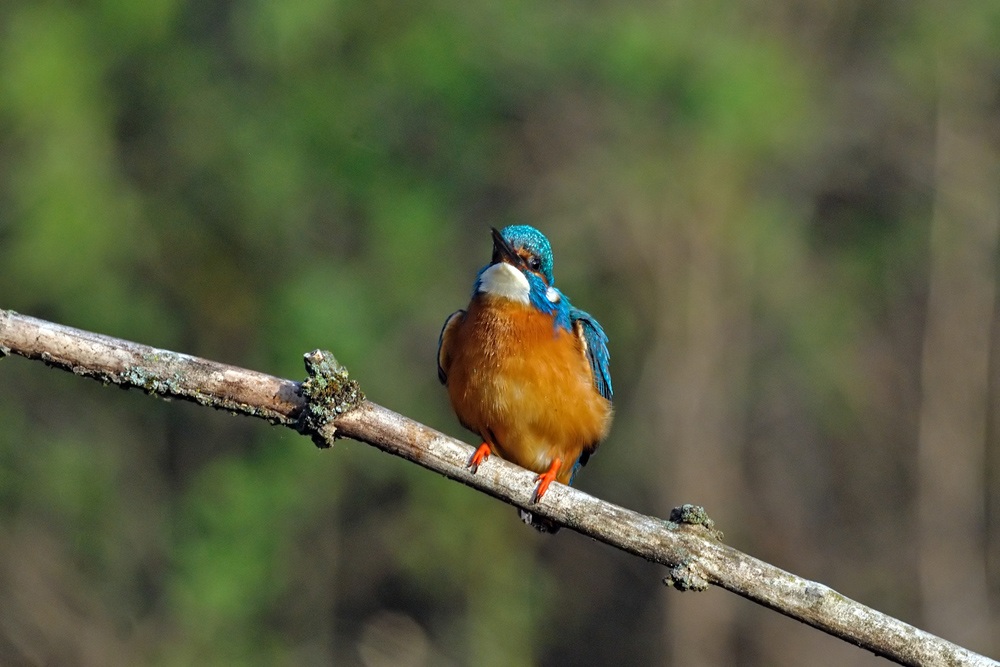 Uccelli arruffati
